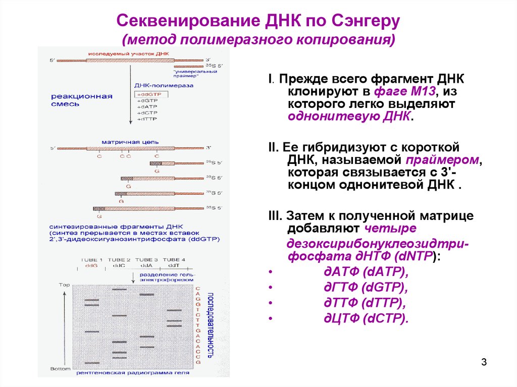 Секвенирование по сэнгеру схема