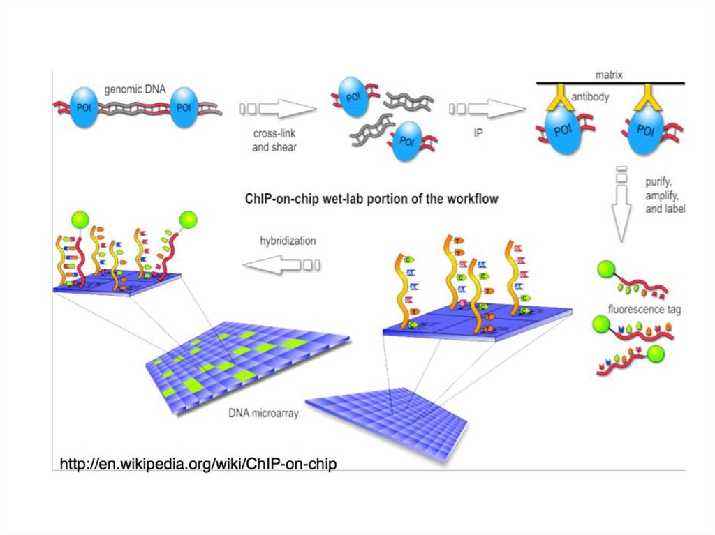 Днк чипы презентация