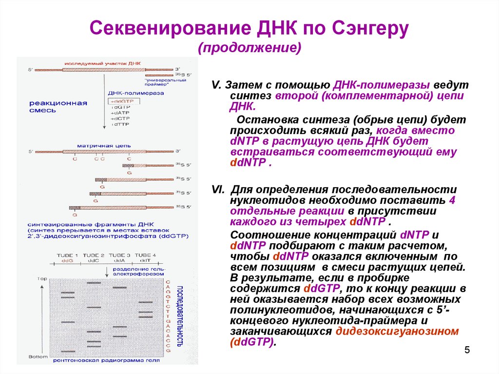 Секвенирование по сэнгеру схема