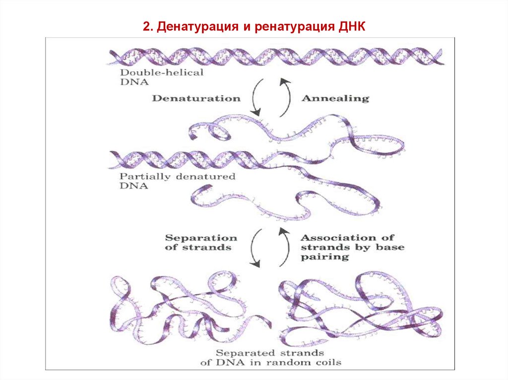 Денатурация белка схема