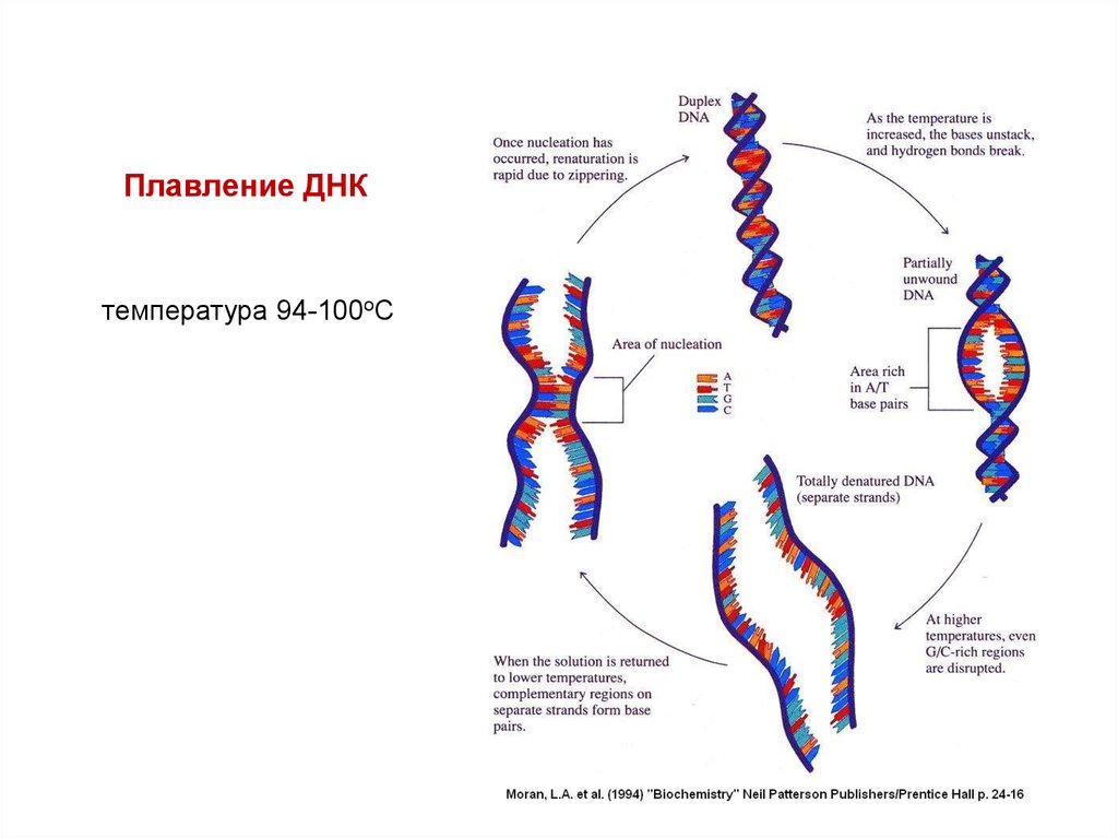 Последовательность раскручивания днк. Плавление ДНК. Температура плавления ДНК. Кривая плавления ДНК. Плавление это денатурация ДНК.