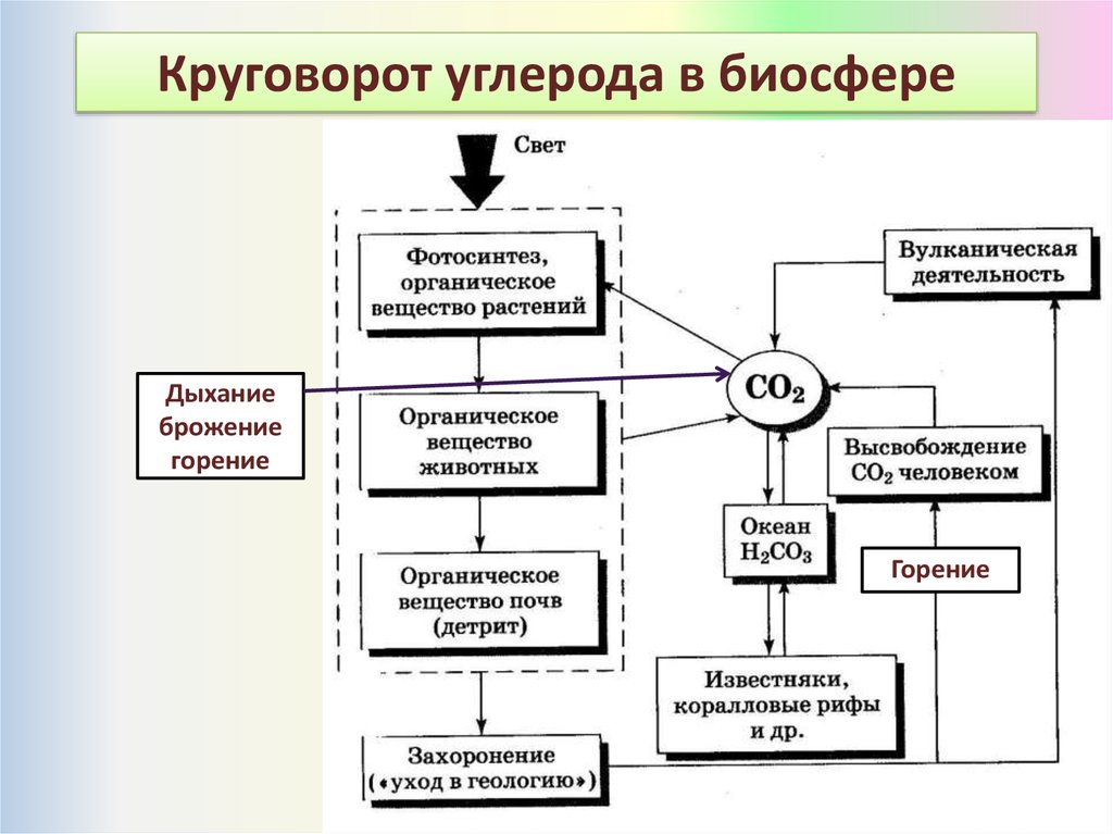 Круговорот углерода химия 9 класс. Круговорот углерода в природе схема. Схема круговорота углерода в природе схема. Круговорот co2 схема. Схема круговорот углерода в биосфере таблица.