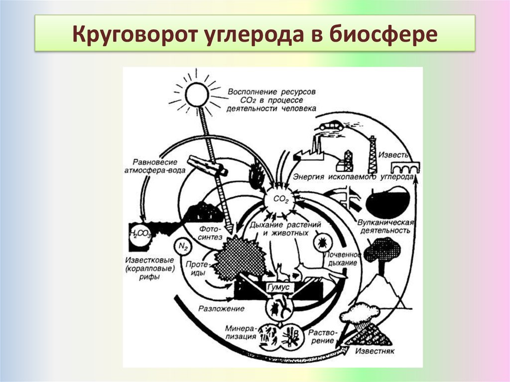 Круговорот веществ в биосфере обеспечивается. Фотосинтез растений круговорот веществ в биосфере. 2 Типа круговоротов веществ в биосфере. Круговорот углерода схема биология. Круговорот азотаeukthjlf d ghbhjlt.