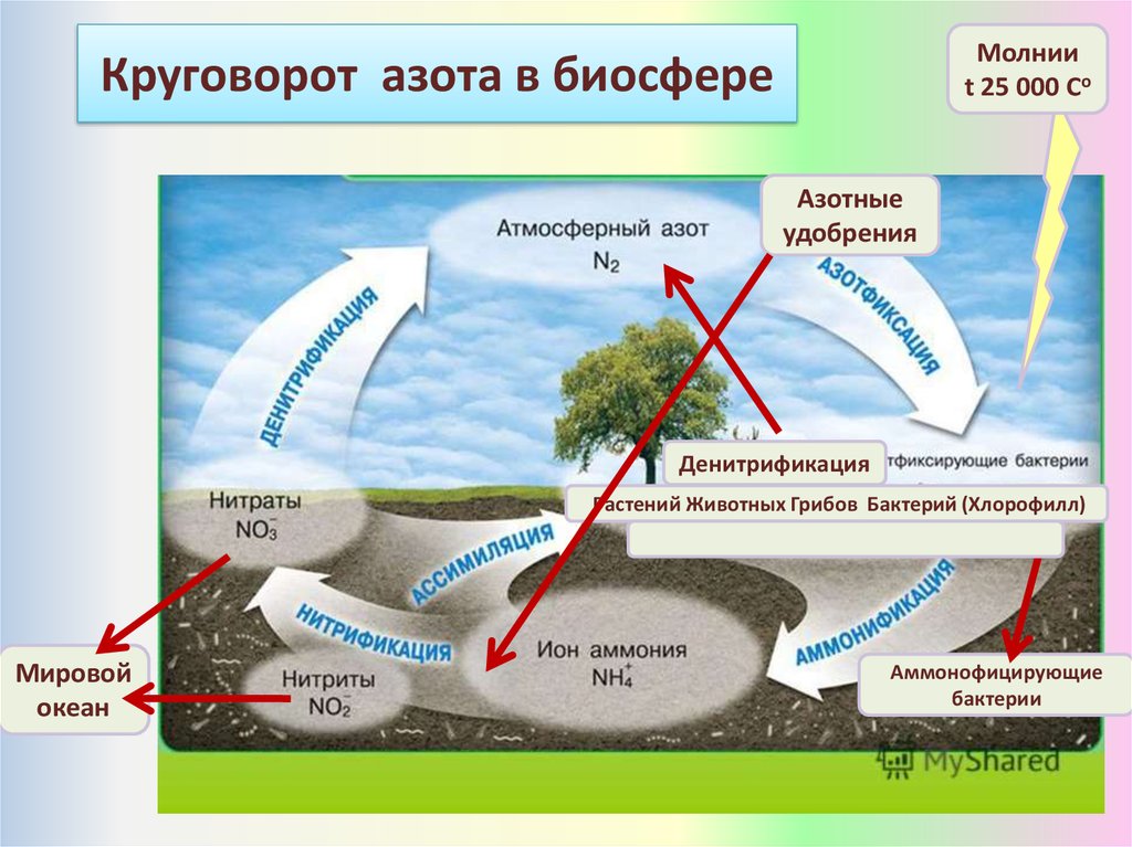 Процессы биосферы. Круговорот азота в биосфере. Цикл азота в биосфере схема круговорот. Круговорота азота, фосфора, воды, углерода в биосфере,. Схема круговорота азота и углерода в природе.