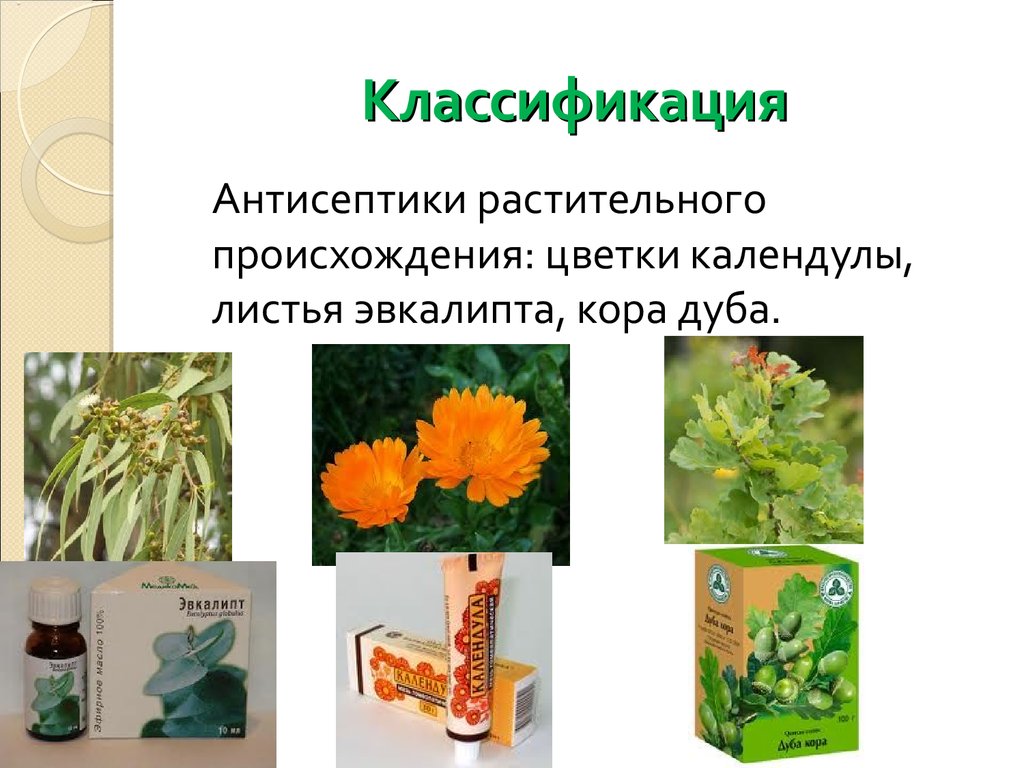 Растительное происхождение биологическая. Растительные антисептики. Антисептическое лекарственные растения. Антисептики растительного происхождения классификация. Антисептическое средство растительного происхождения.
