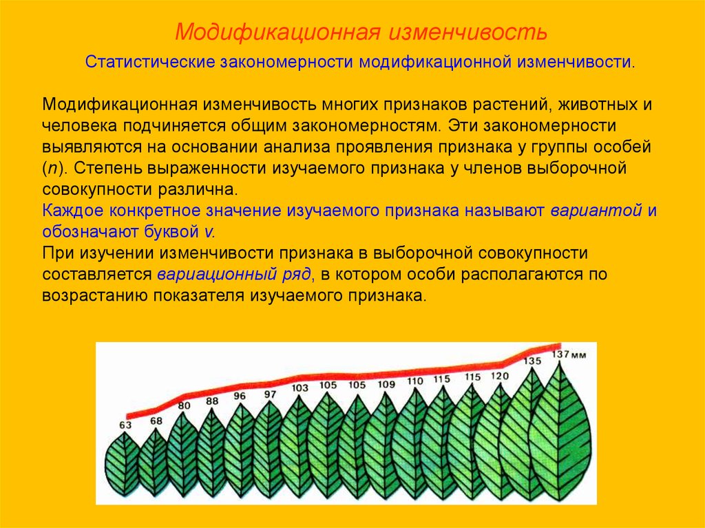 Презентация закономерности изменчивости 9 класс пономарева. Лавровый лист закономерность модификационной изменчивости. Модификационная изменчивость у растений. Модидификационная изменчивость. Закономерности изменчивости модификационная изменчивость.