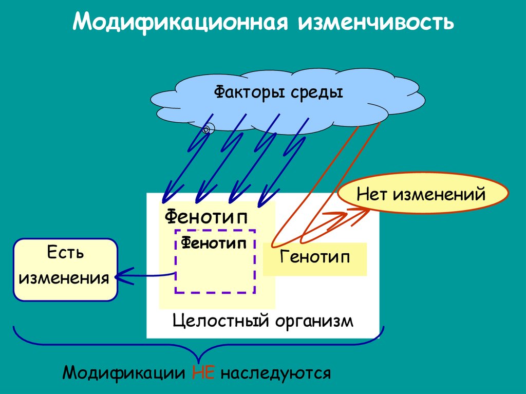 Изменчивость среды. Факторы изменчивости. Модификация наследуется. Факторы модификации.