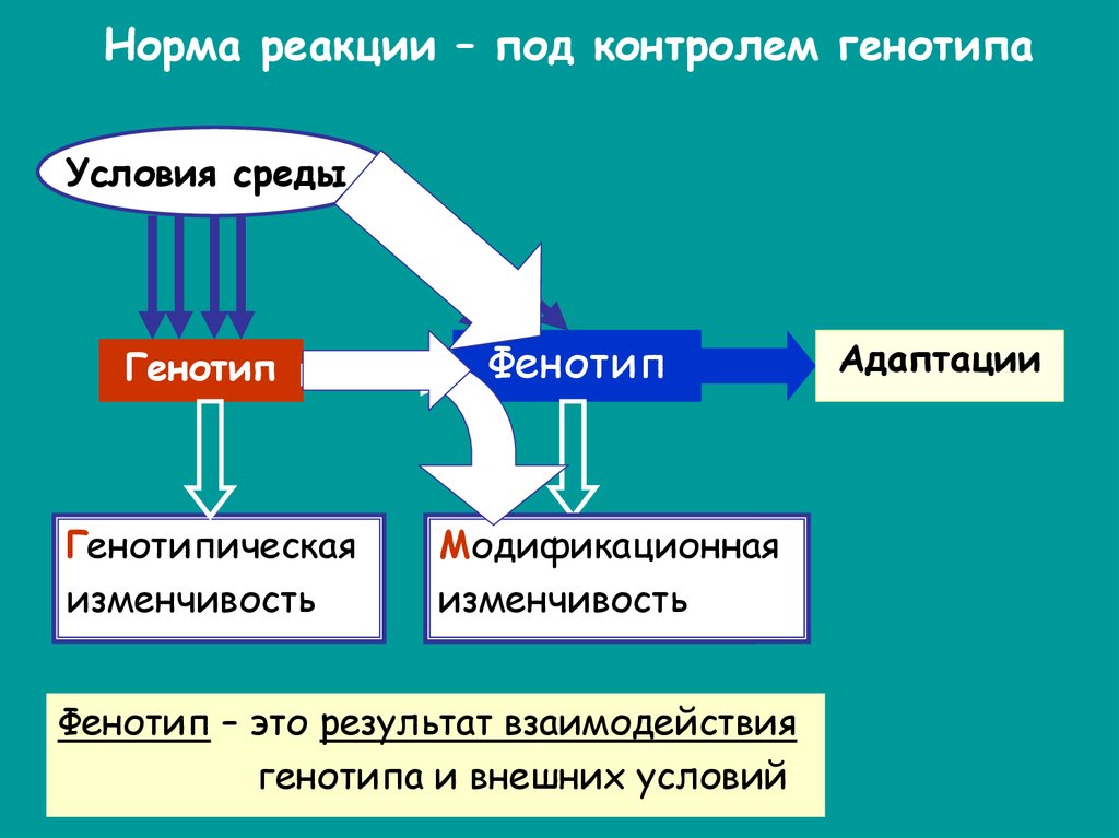 Взаимодействие генотипа и среды презентация 10 класс