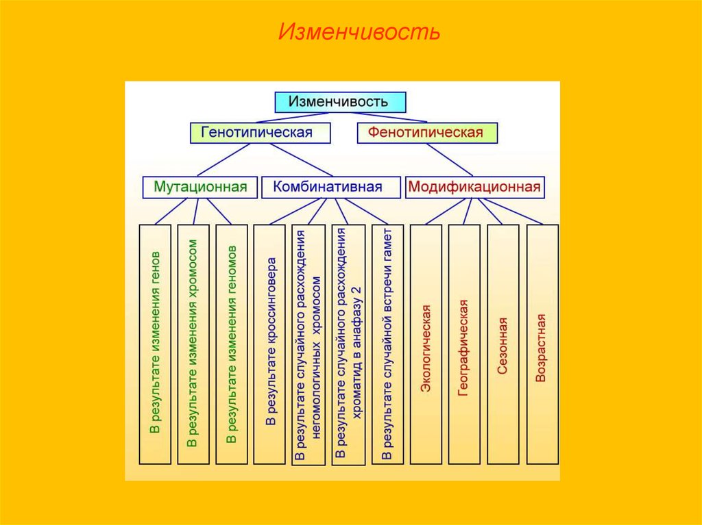 Схема изменчивости по биологии