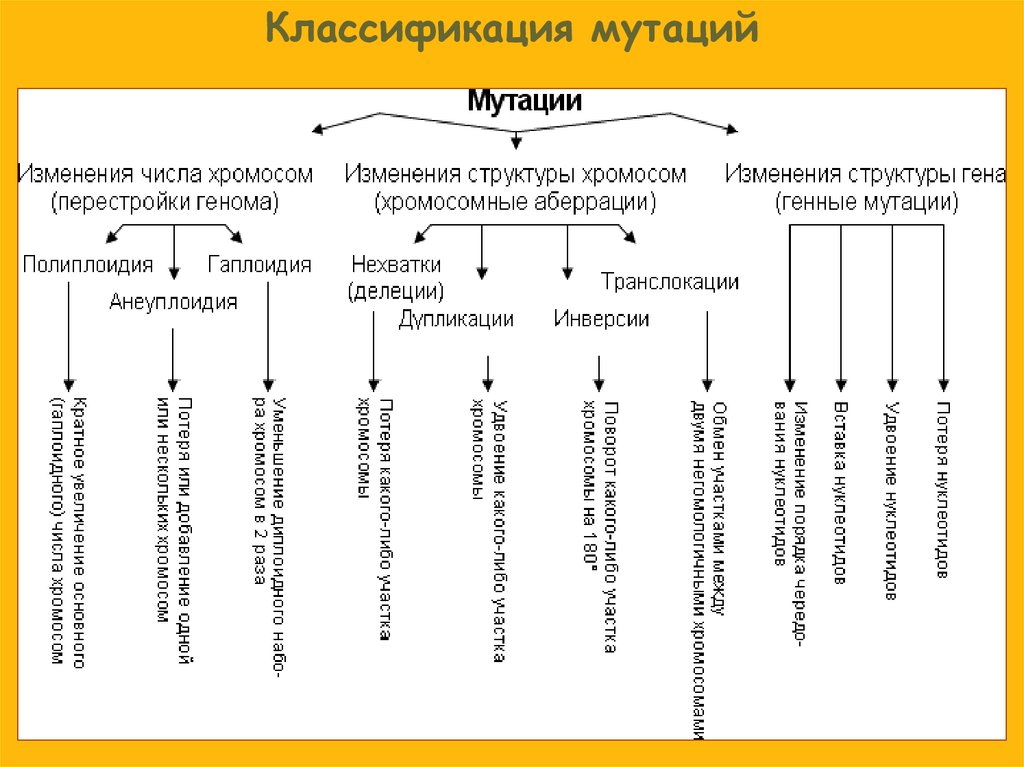 Генные мутации классификация