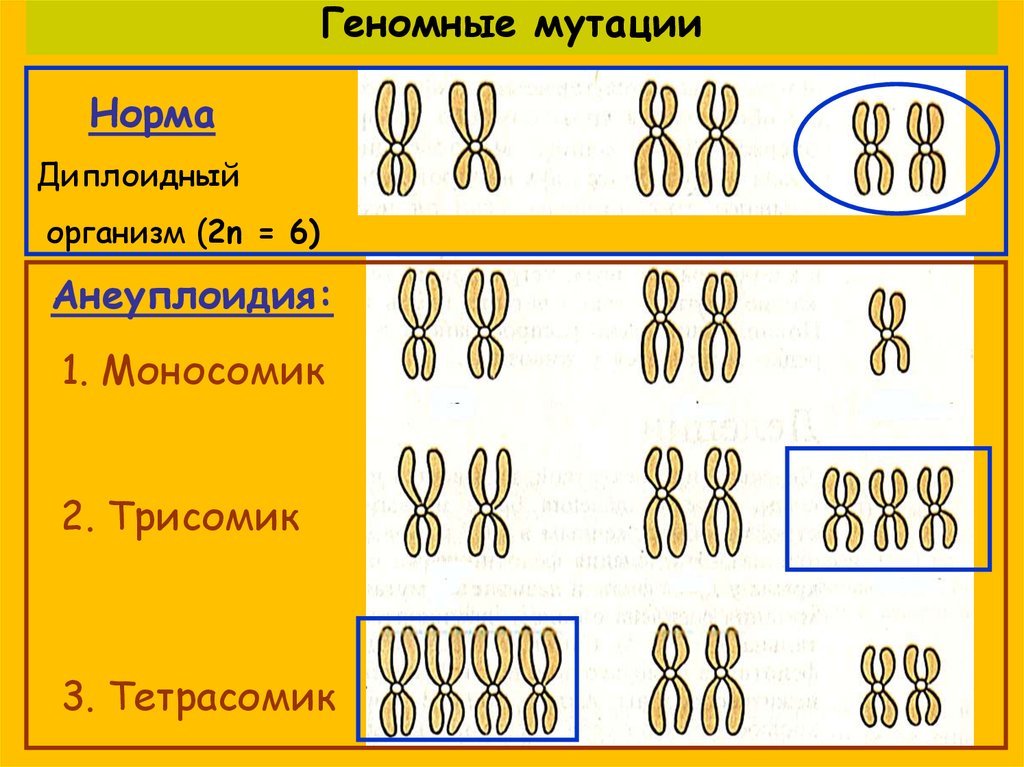 Изменение числа хромосом кратное гаплоидному набору. Геномные мутации. Геномные мутации мутации. Геномные мутации анеуплоидия. Геномные мутации схема.