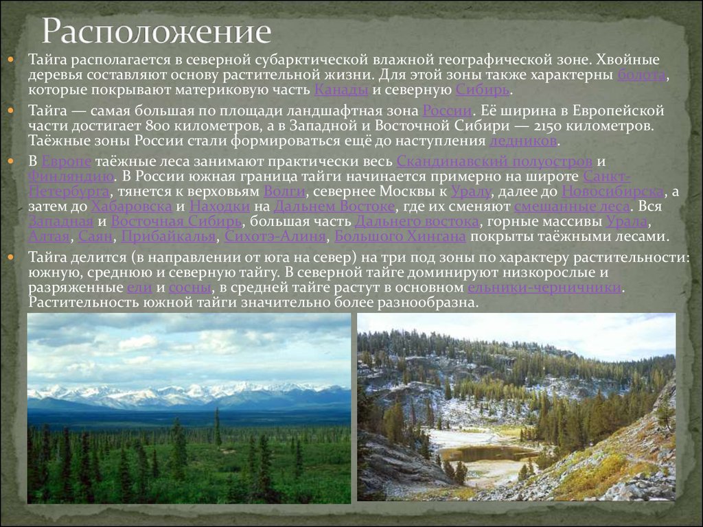 Какой климат в природной зоне тайга. Расположение зоны тайги. Доклад о тайге. Северная Тайга географическое положение. Тайга презентация.