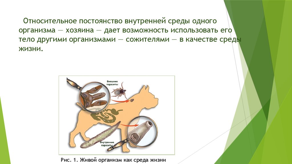 Организм хозяина паразиты