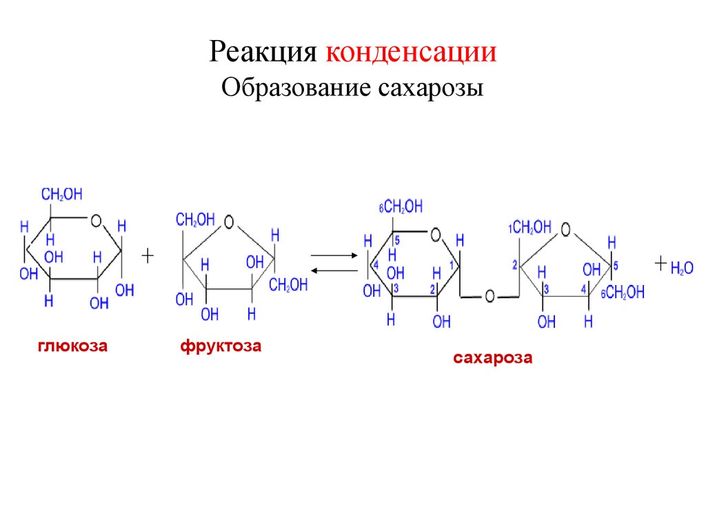 Характеристика фруктозы. Образование сахарозы реакция. Реакция конденсации образование сахарозы. Получение сахарозы реакция. Схема синтеза сахарозы.