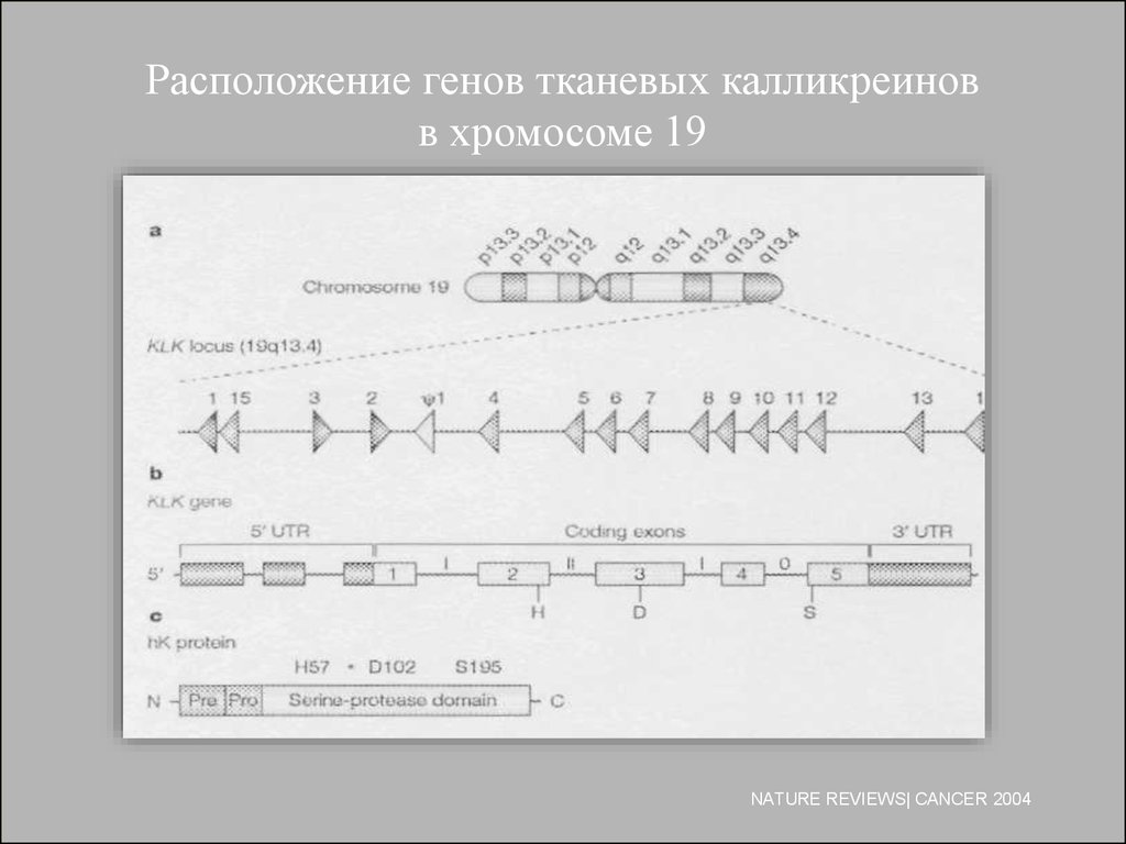 Местоположение гена в хромосоме. Линейное расположение генов в хромосомах карты хромосом. Линейное расположение генов в хромосоме генетические карты. Схема расположения генов в хромосоме. Расположение ген в хромосоме.