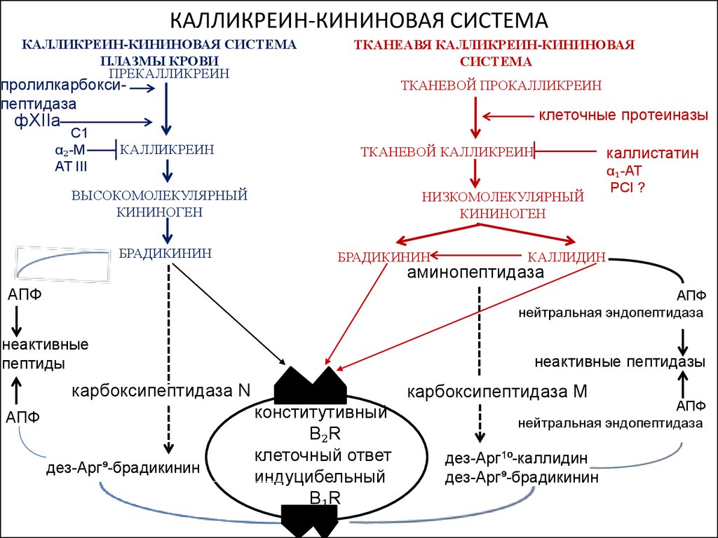 Гормональный гемостаз схема