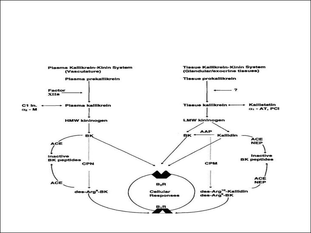 Система в прошлом и в настоящем. Брадикинин-кининовая система. Компоненты калликреин-кининовой системы. Кининовая система биохимия. Схема активации калликреин кининовой системы.