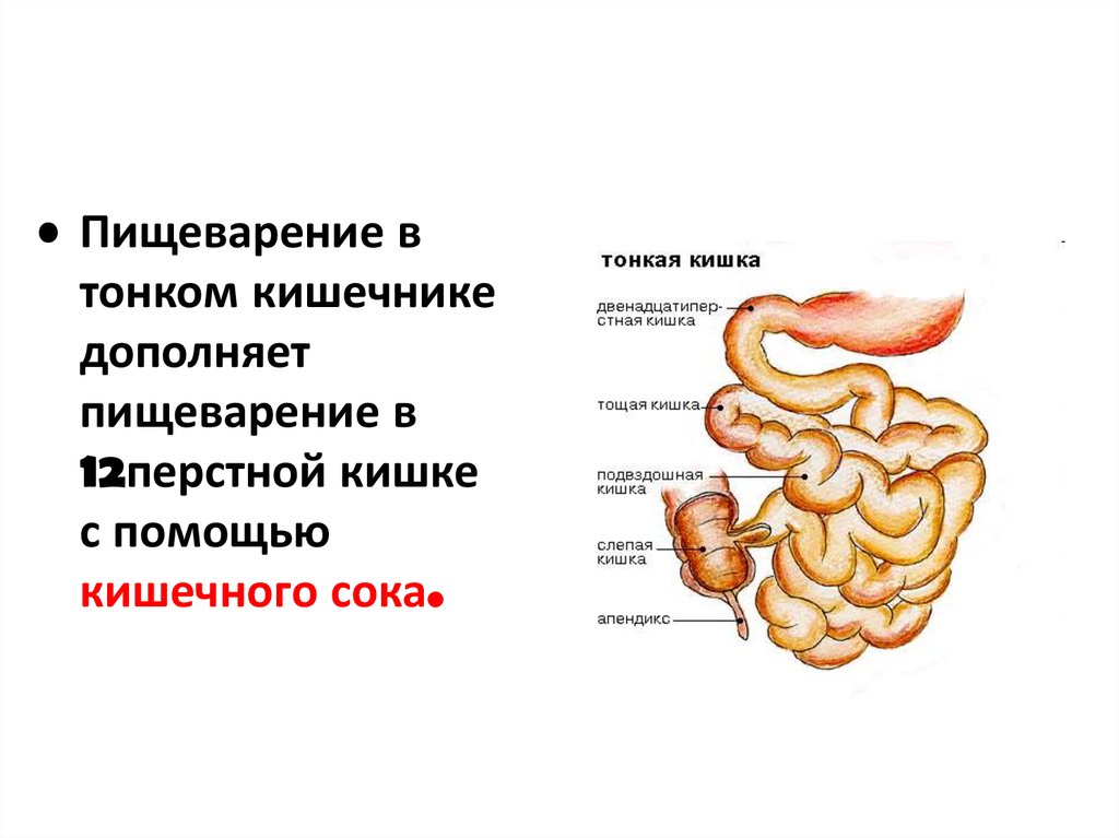 Пищеварение презентация