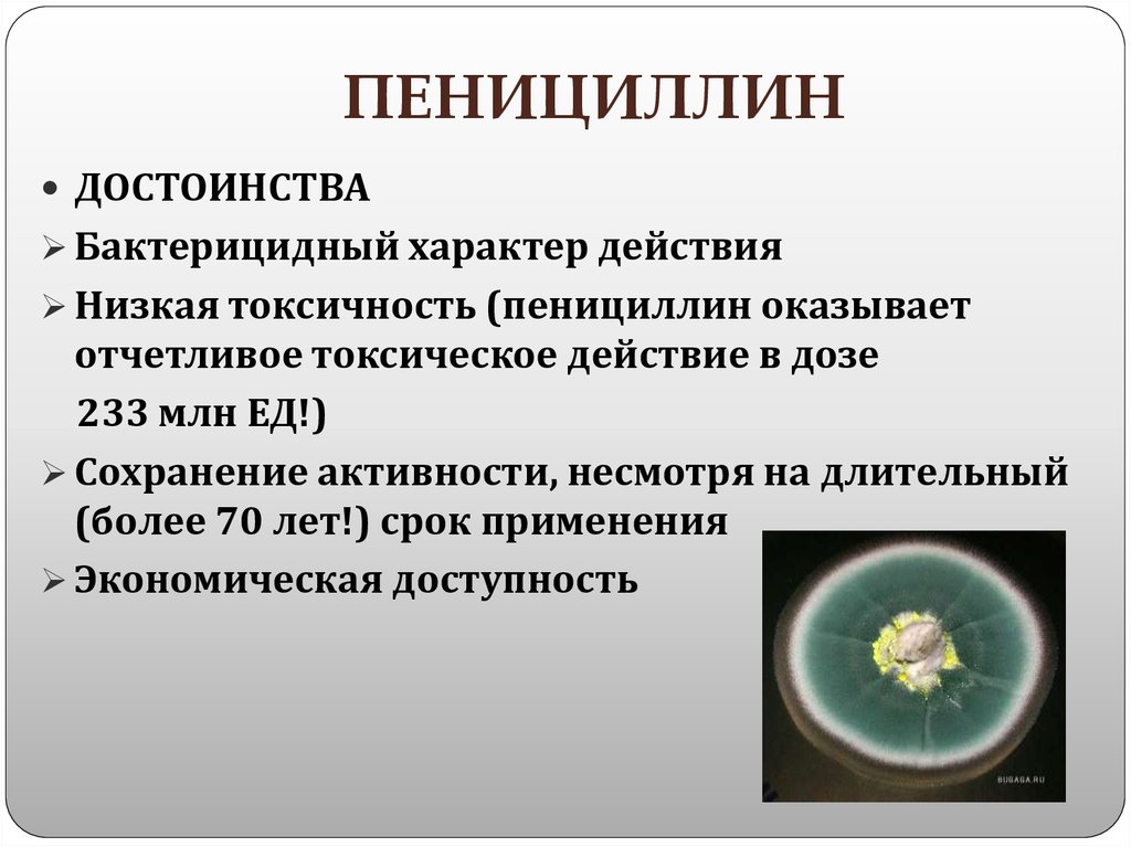 Когда открыли пенициллин. Системный пенициллин. На какие бактерии действуют пенициллины. Действие пенициллина на бактерии. Пенициллин токсическое действие.