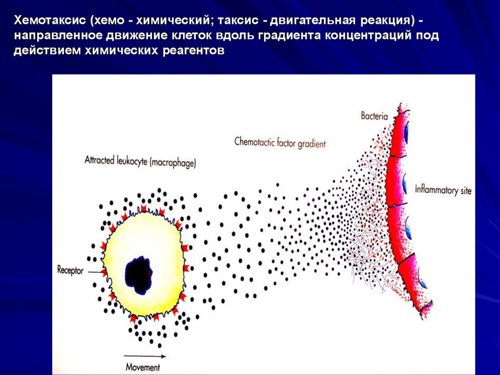 Хемотаксис это. Хемотаксис это иммунология. Хемотаксис бактерий. Механизм хемотаксиса. Положительный хемотаксис.