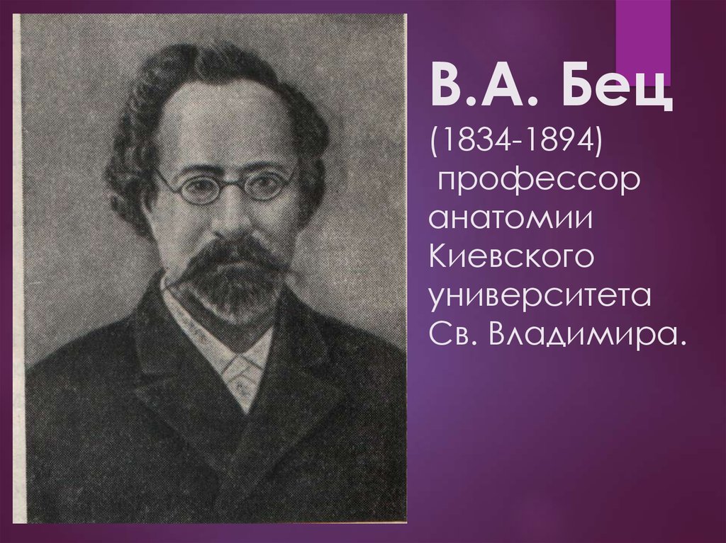 Профессор анатомии. Владимир Алексеевич Бец. Школа в.а. Беца (1834 – 1894). Владимир Алексеевич Бец основные труды. Бец вклад в анатомию.