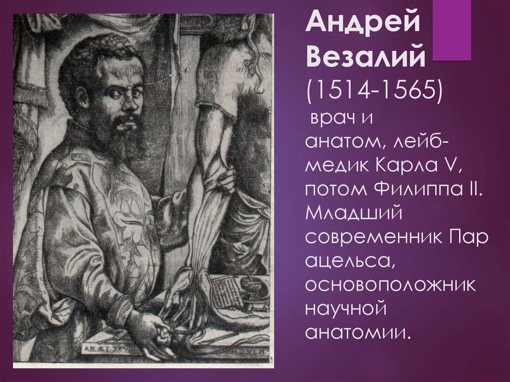 Везалий орша