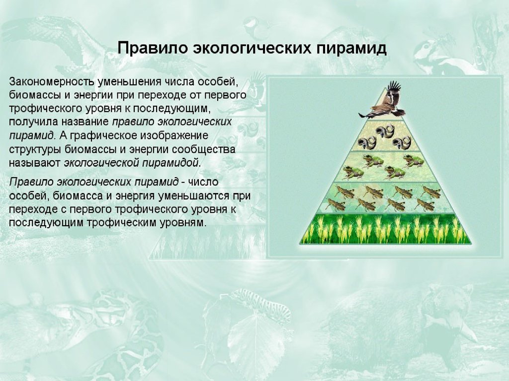 Изобразите в виде рисунков примеры экологических пирамид для экосистем суши и водоема