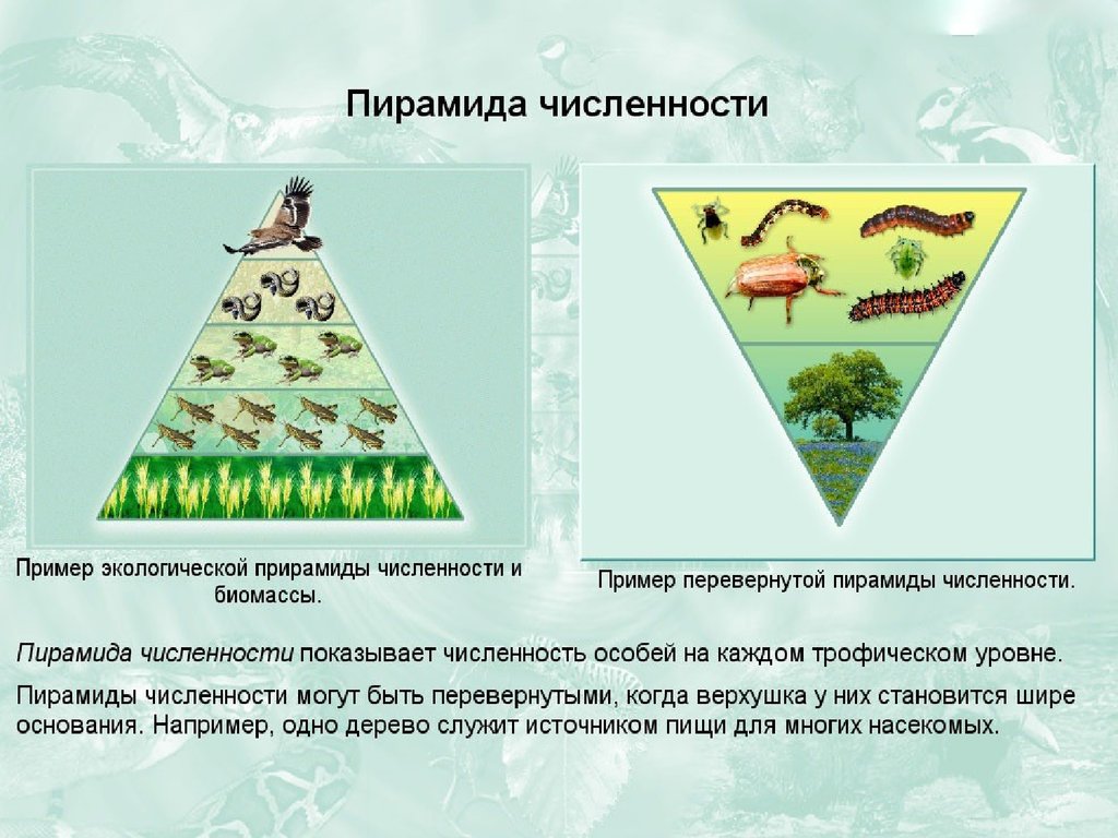 Используя рисунок определите экологическую пирамиду водной экосистемы конс 3