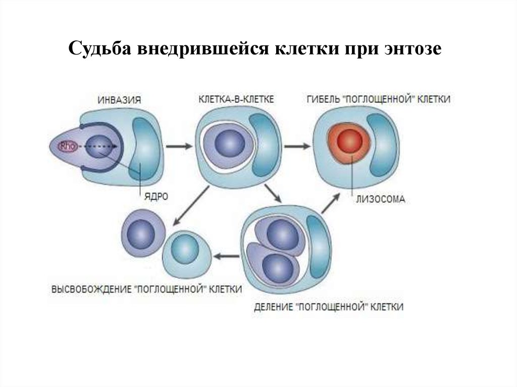 Клетка судьбы. Энтоз. Поглощение одной клетки другой. Деление клеток при онкологии. Ядра всасывающих клеток.