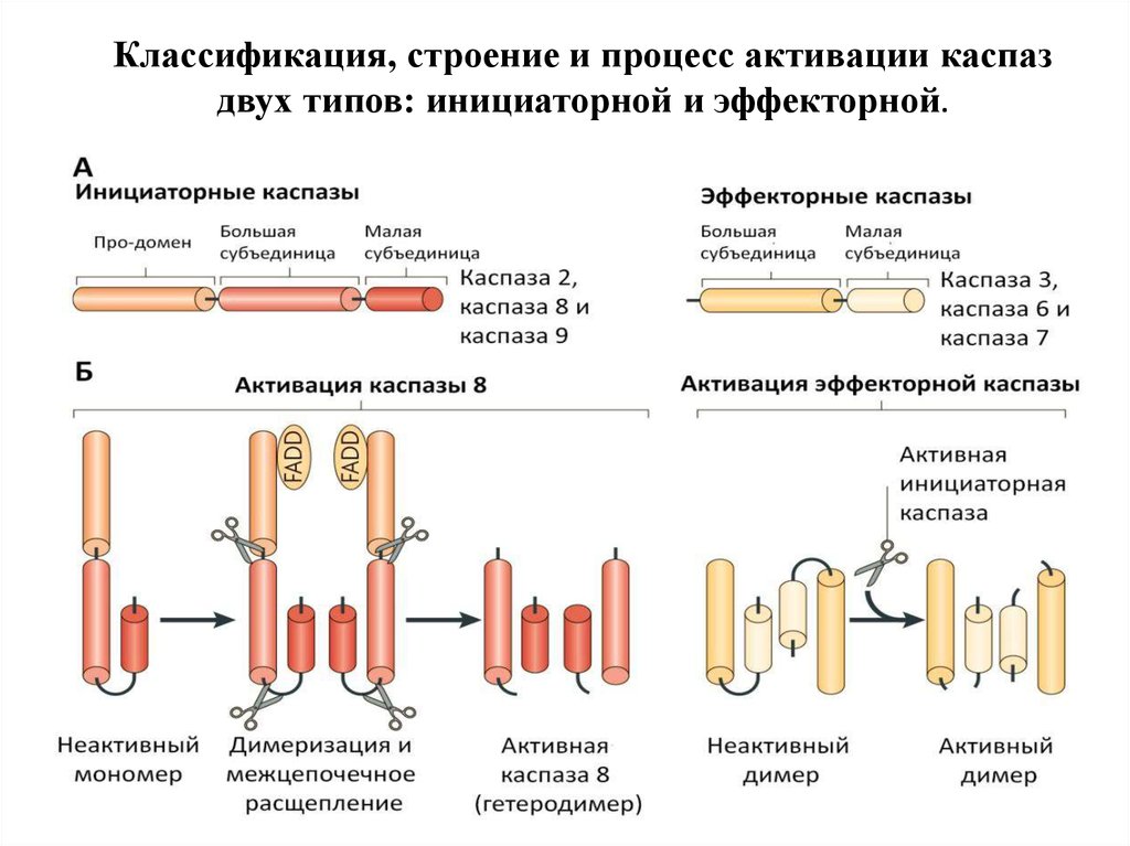 Процесс строения. Активация каспаз апоптоз. Апоптоз механизм каспазы. Механизмы активации каспаз. Каспазы строение.