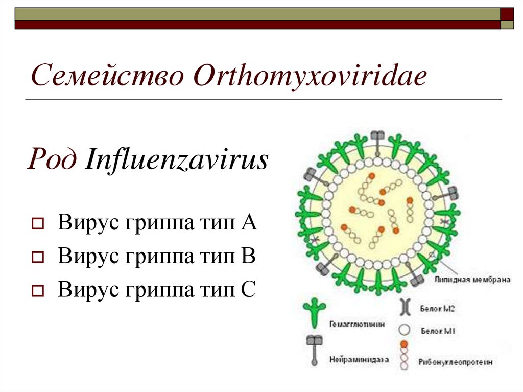 Роды грипп. Структура вируса гриппа микробиология. Ортомиксовирусы строение вириона. Orthomyxoviridae строение вириона. Orthomyxoviridae микробиология.