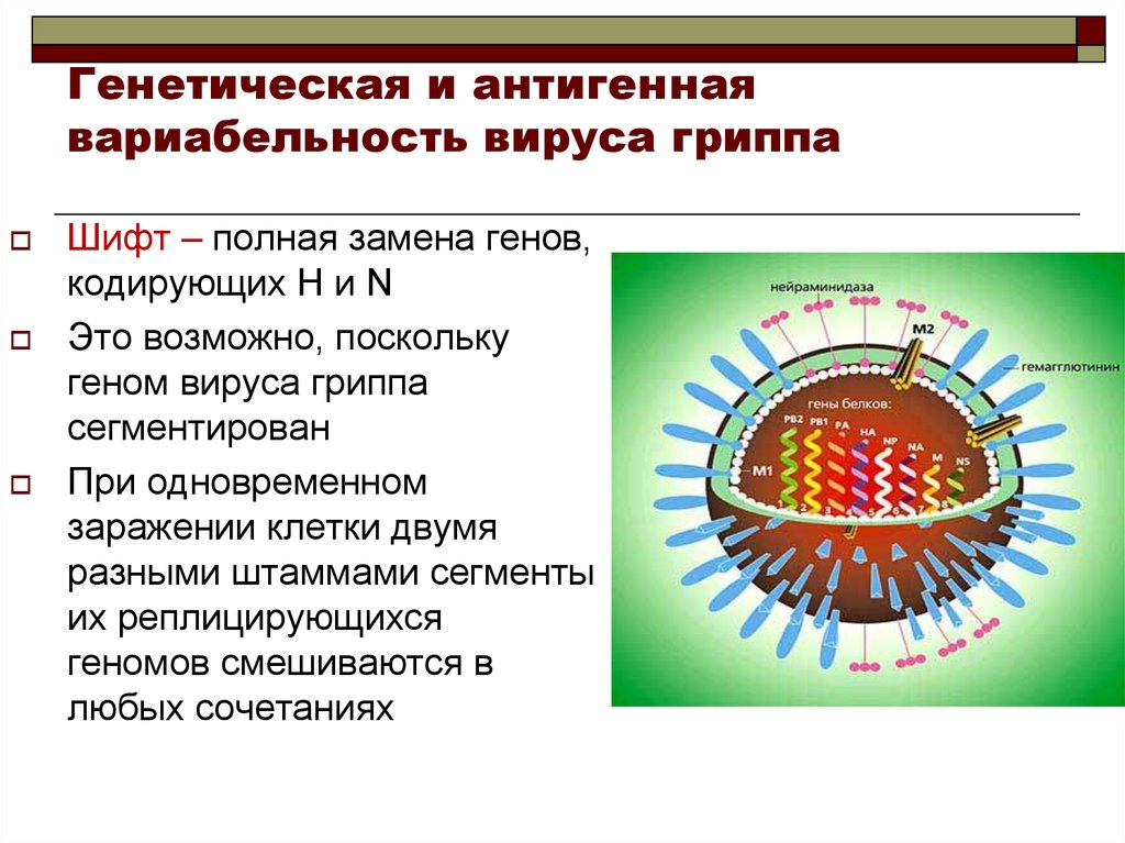 Генотип вируса это. Геном вируса гриппа. Сегменты вируса гриппа. Строение вируса гриппа. Вирус генетическое строение.
