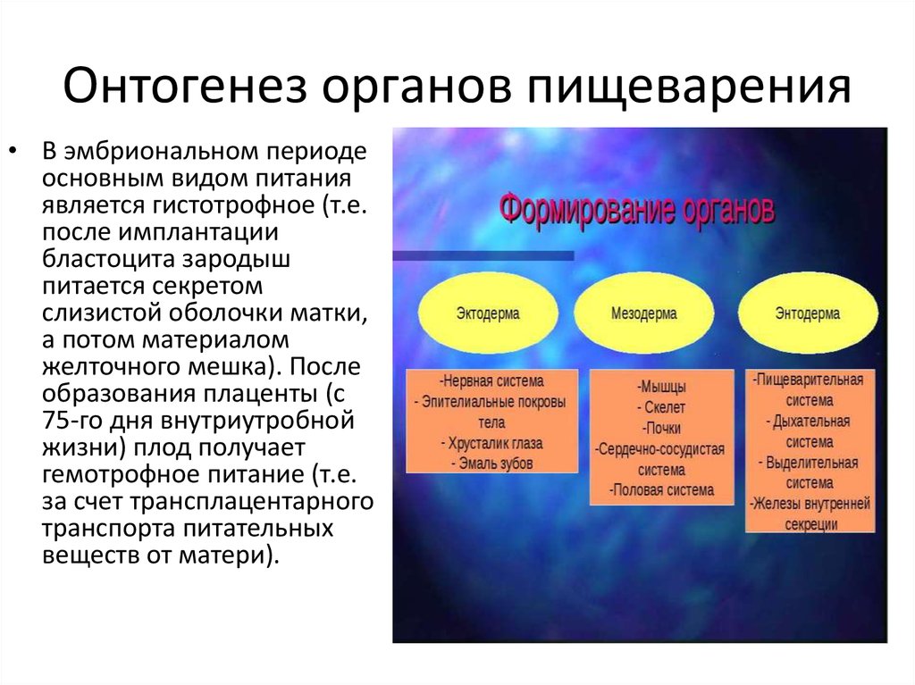 Органы развивающиеся. Онтогенез органов пищеварения. Развитие органов пищеварения в онтогенезе. Развитие органов пищеварительной системы в онтогенезе.. Развитие органов пищеварения в онтогенезе и филогенезе.