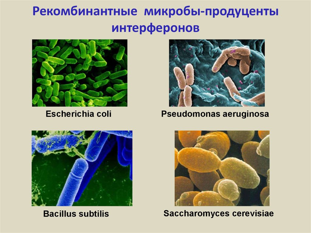 Что выделяют бактерии. Бациллы продуценты антибиотиков. Микроорганизмы – продуценты антибиотиков и БАВ. Микроорганизмы-продуценты это. Штамм микроорганизмов это.