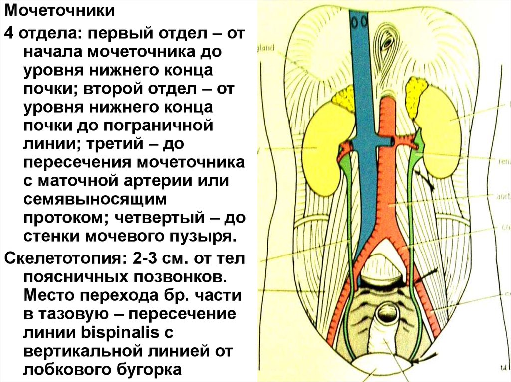 Синтопия мочевого пузыря. Мочеточники синтопия скелетотопия. Топография мочеточника скелетотопия. Топография мочеточников синтопия. Мочеточник строение топография.