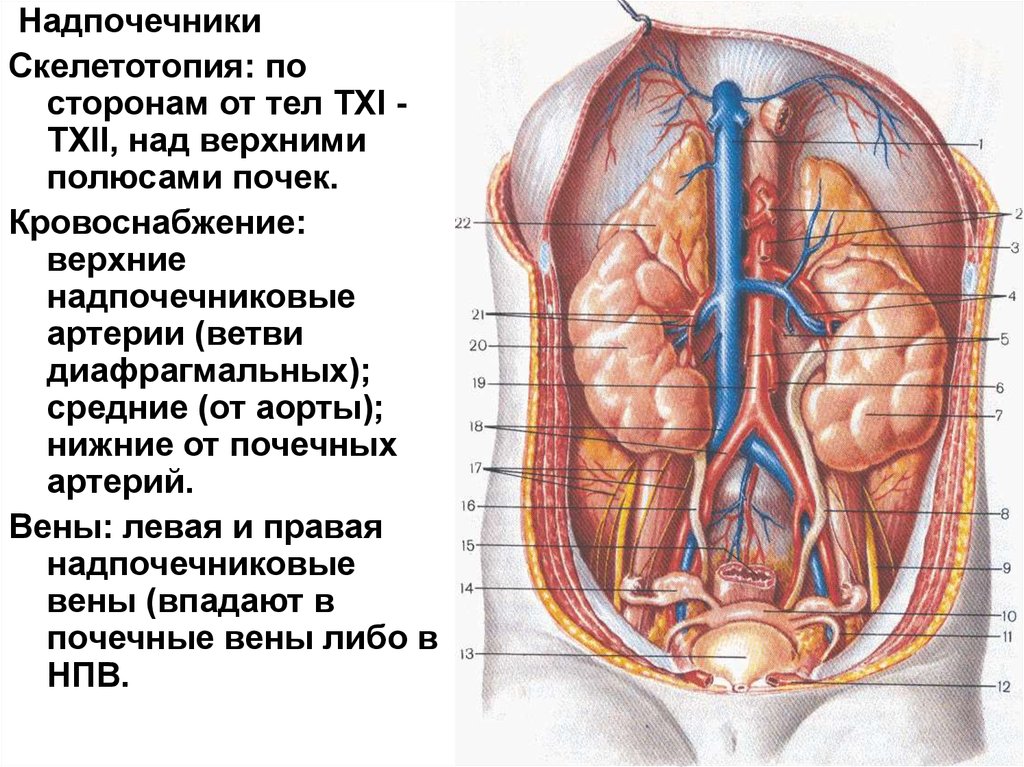 Почки в брюшной полости. Скелетотопия надпочечников топографическая анатомия. Забрюшинное пространство почки анатомия. Кровоснабжение надпочечников.