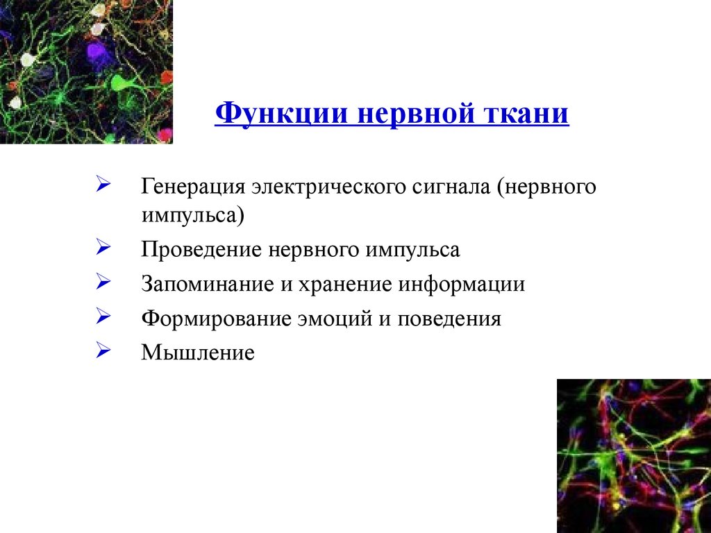 Основные функции нервной ткани в организме