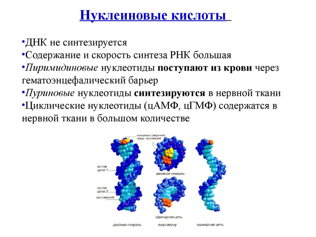 Синтез нуклеиновых кислот вирусов