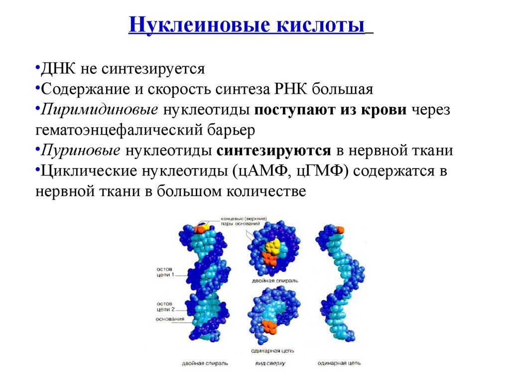 Расщепляет нуклеиновые кислоты