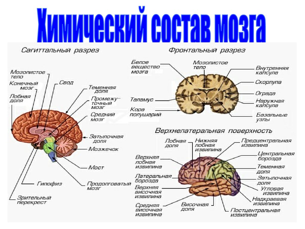 Каким веществом образован головной мозг. Из чего состоит мозг человека состав химический элемент. Состав мозга человека жир. Головной мозг человека состоит из. Из чего состоит головной мозг.