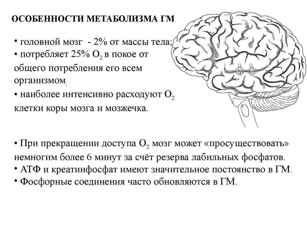 Особенности работы мозга. Особенности метаболизма мозга биохимия. Особенности энергетического обмена в головном мозге биохимия. Особенности головного мозга. Особенности обмена веществ мозга..