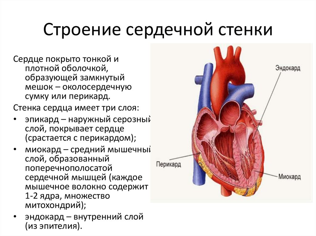 Сердечная стенка образована какой тканью. Строение сердца миокард эндокард перикард. Эндокард миокард эпикард перикард таблица. Строение оболочек сердца схема. Строение сердца эпикард миокард.