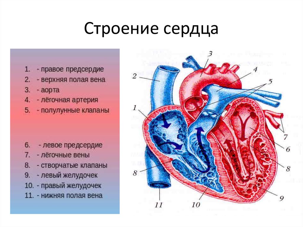 Левое предсердие какие вены. Общая схема строения сердца. Схема внутреннего строения сердца. Строение сердца с клапанами схема. Строение человеческого сердца.