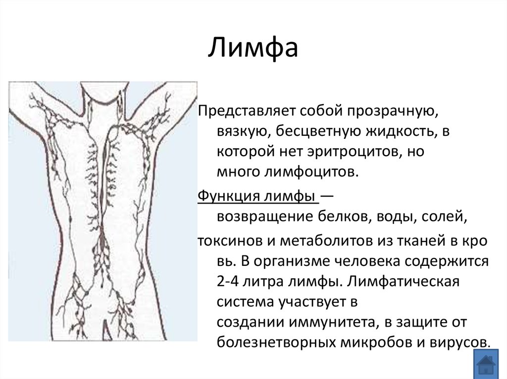Схема лимфы в теле человека