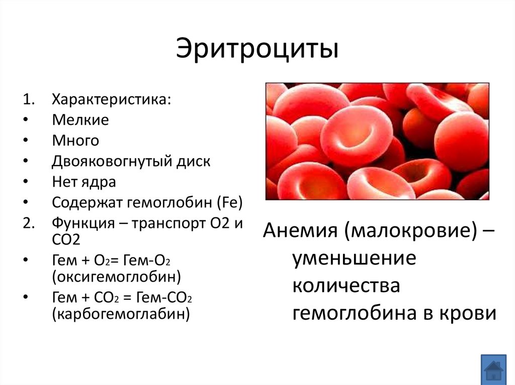 Перечислите элементы крови
