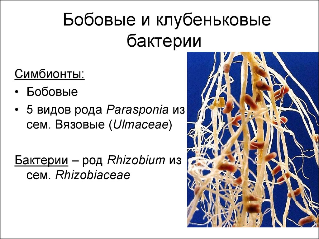 Пример симбиоза бактерий