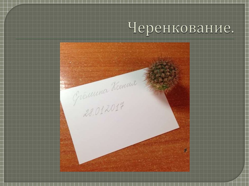 Отдел псилофиты. Впервые какой корень. Впервые какой корень. Впервые какой корень. Виды корней и типы корневых систем 6 класс сообщение.