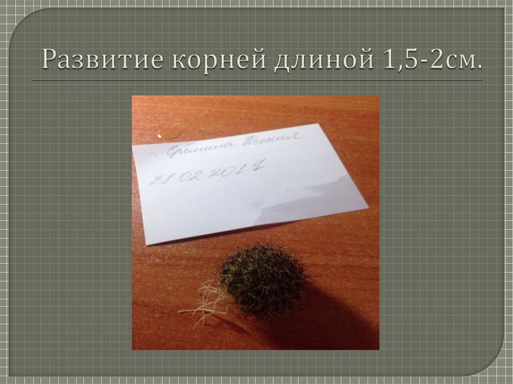 Вегетативное размножение кактуса. Развивающееся корень. Корень длинной 7 см.