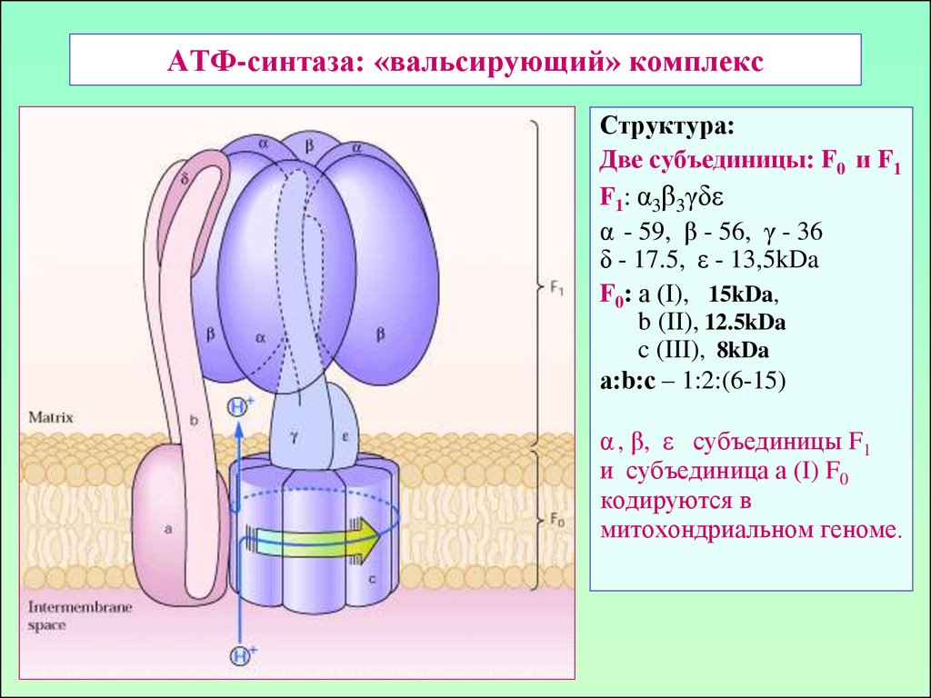1 строение атф. АТФ синтаза f1 f0. Строение 5 комплекса АТФ синтазы. Активатор АТФ-синтазы. Механизм функционирования АТФ синтазы.