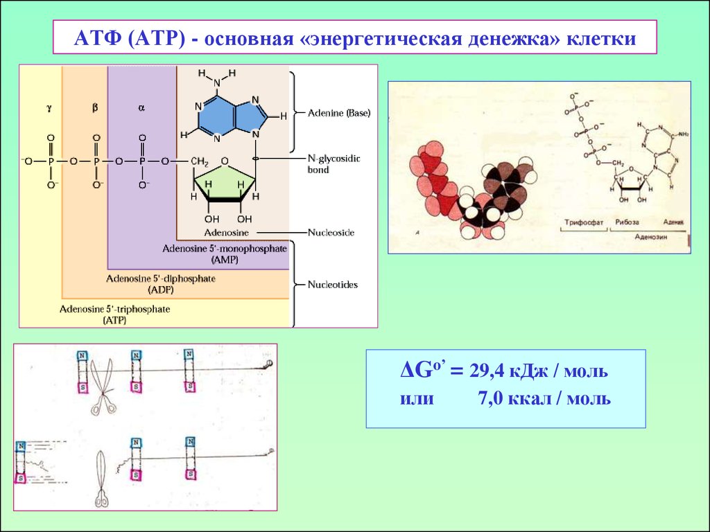 Материал атф. АТФ. ATP это АТФ. Основная функция АТФ.